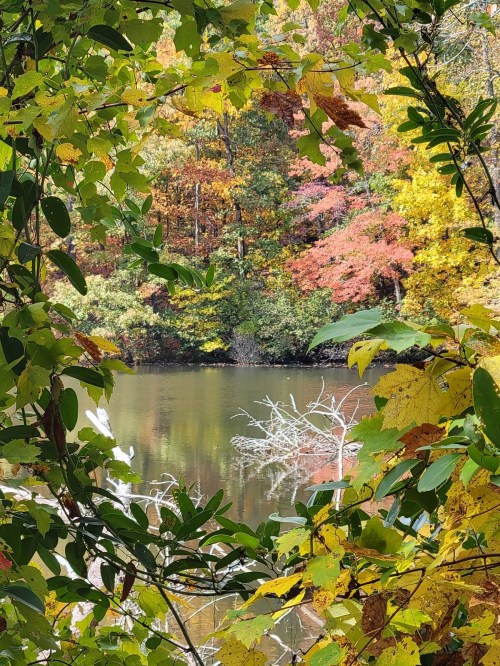 A serene pond surrounded by vibrant autumn foliage in shades of yellow, orange, and red.