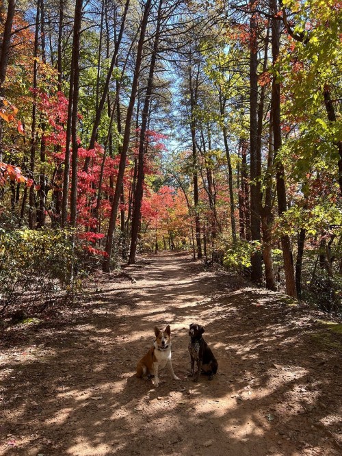 Two dogs sit on a dirt path surrounded by colorful autumn trees in a serene forest setting.