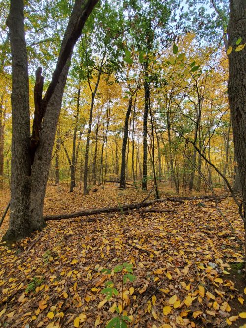 A serene forest scene with tall trees and a carpet of yellow leaves on the ground, showcasing autumn colors.
