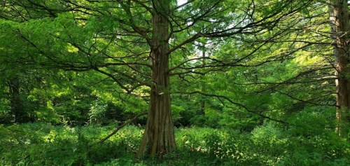 A tall tree surrounded by lush green foliage in a vibrant forest setting.