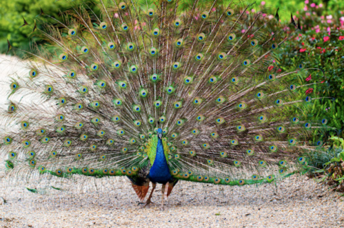 A vibrant peacock displaying its colorful feathers in a garden setting, surrounded by greenery and flowers.