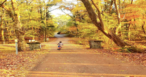 A child rides a bike down a tree-lined path covered in autumn leaves.