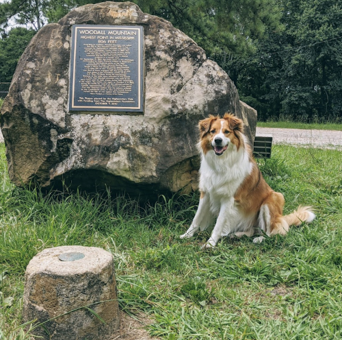 A dog sits beside a large rock with a plaque, surrounded by grass and trees at Woodall Mountain.