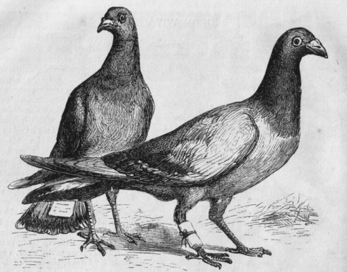 Two detailed illustrations of pigeons, one with a band on its leg, set against a textured background.
