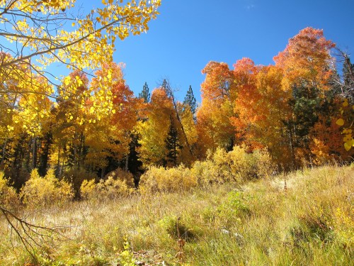 A vibrant autumn landscape featuring trees with bright yellow, orange, and red leaves against a clear blue sky.