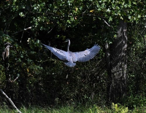 A blue heron spreads its wings while flying among green trees and foliage.