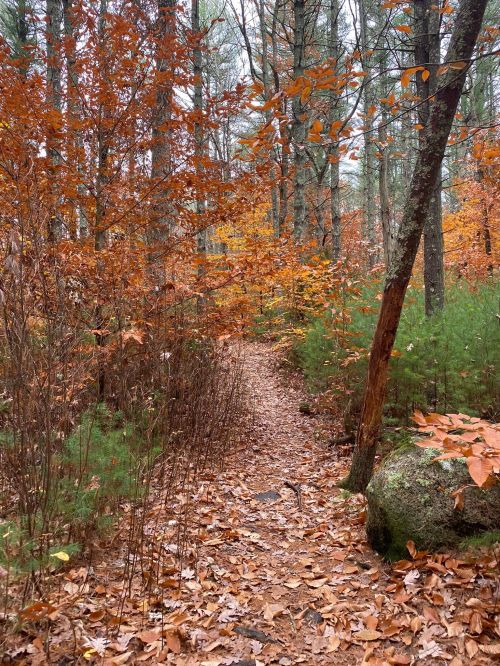A winding forest path covered in fallen leaves, surrounded by trees with autumn foliage in shades of orange and yellow.