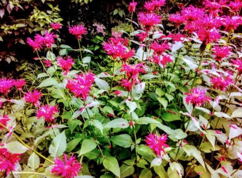 A vibrant patch of pink flowers surrounded by lush green leaves in a garden setting.