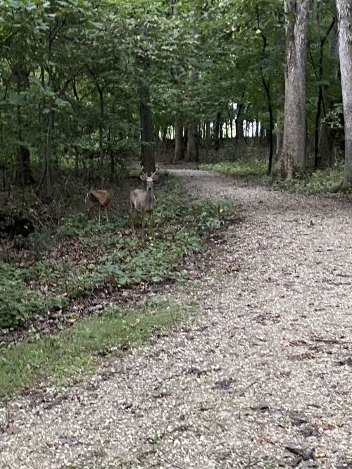 A deer stands near a gravel path in a wooded area, surrounded by trees and greenery.