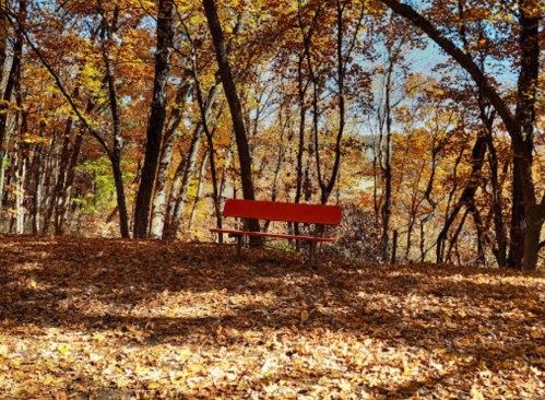 A solitary orange bench surrounded by autumn trees and fallen leaves in a serene forest setting.