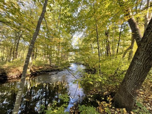 A serene forest scene with a stream flowing through trees adorned with vibrant autumn leaves.