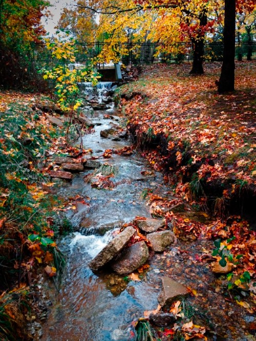 A serene stream flows through a colorful autumn landscape, surrounded by vibrant leaves and rocky banks.