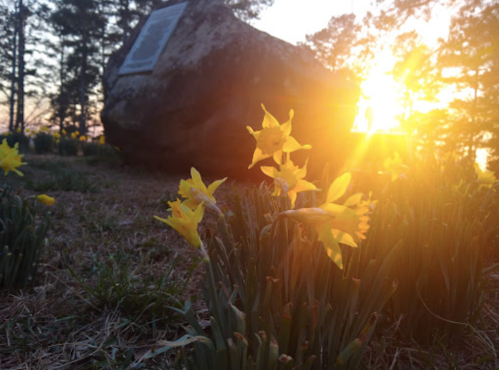 Sunset behind a rock monument, with vibrant yellow daffodils in the foreground and trees in the background.