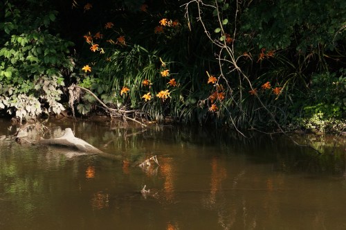 A serene river scene with orange flowers and lush greenery reflected in the calm water.