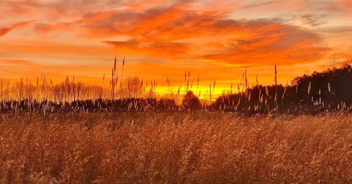 A vibrant sunset casts orange and pink hues over a field of tall grasses and silhouetted trees.