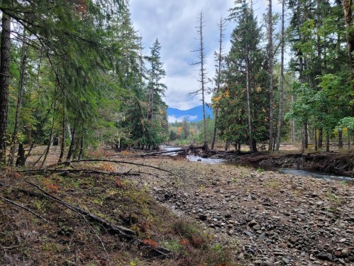 A serene forest scene with a rocky stream, tall trees, and distant mountains under a cloudy sky.