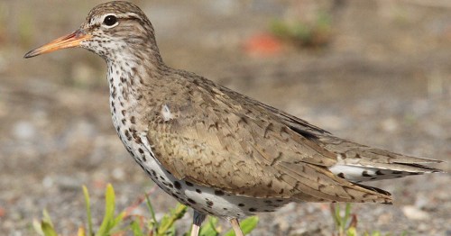 A close-up of a spotted sandpiper standing on the ground, showcasing its brown and white plumage and orange bill.