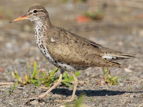 A spotted sandpiper walking on a sandy surface, showcasing its brown and white plumage and distinctive orange bill.