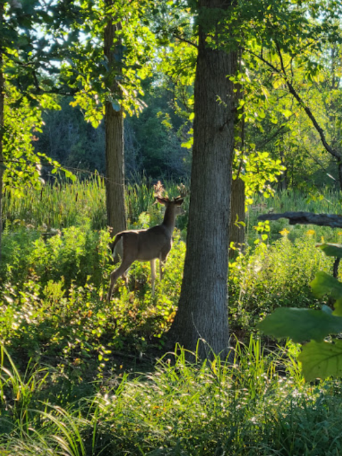 A deer stands near a tree in a sunlit forest, surrounded by lush greenery and tall grass.