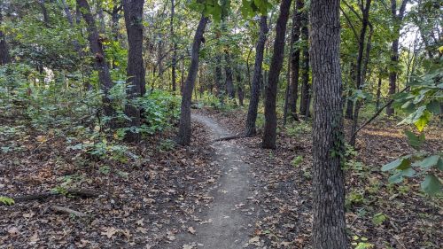 A winding dirt path through a dense forest with trees and fallen leaves on the ground.