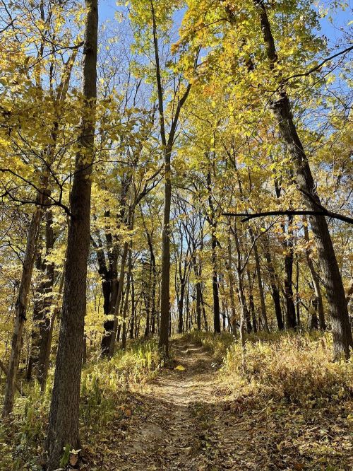 A sunlit forest path surrounded by tall trees with vibrant autumn leaves.