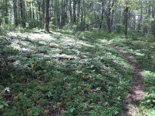A serene forest scene with a winding path through lush greenery and dappled sunlight filtering through the trees.