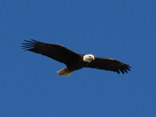 A bald eagle soaring against a clear blue sky, wings outstretched and feathers detailed.