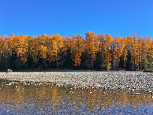 A serene riverbank with a clear blue sky and vibrant autumn trees reflecting in the water.