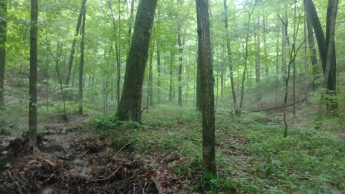 Lush green forest with tall trees and a misty atmosphere, creating a serene and tranquil natural setting.