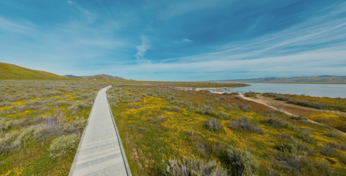 A winding pathway through a vibrant landscape of wildflowers and grass, leading to a serene body of water under a blue sky.