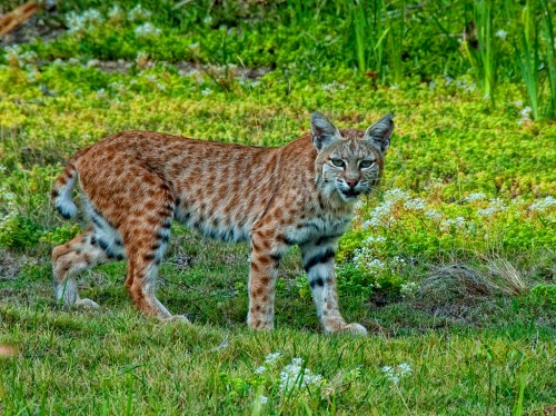 A lynx with spotted fur stands on green grass, surrounded by wildflowers and foliage.