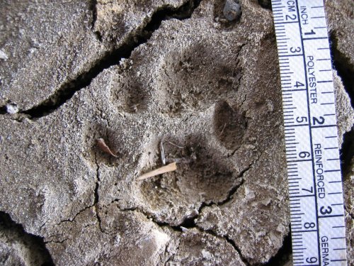 A paw print in dry soil, with a ruler beside it for scale.