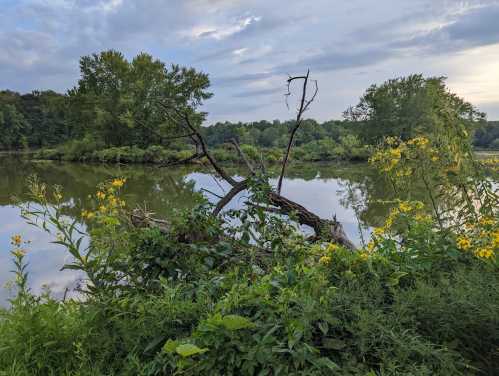 A serene river scene with lush greenery, wildflowers, and a fallen tree reflected in the calm water under a cloudy sky.