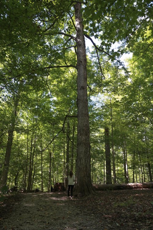 A person stands on a path in a lush green forest, gazing up at a tall tree surrounded by sunlight.