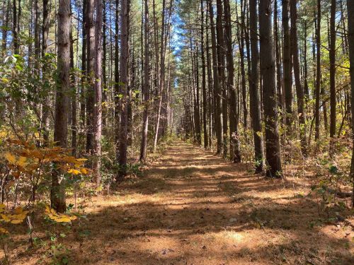 A serene forest path lined with tall trees, sunlight filtering through the branches onto a carpet of pine needles.