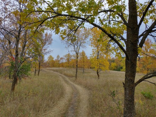 A winding dirt path through a grassy field surrounded by trees with autumn foliage.