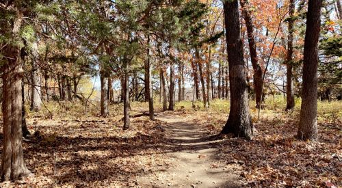 A winding dirt path through a forest with autumn foliage and fallen leaves on the ground.