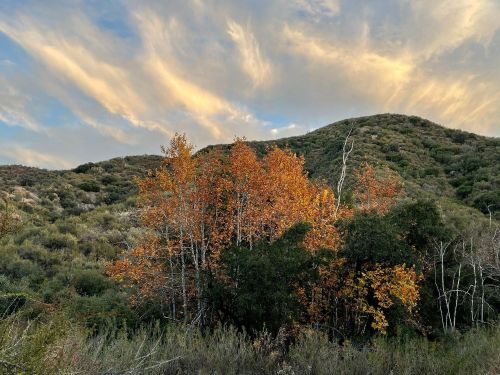 A cluster of autumn trees with orange leaves against rolling green hills and a cloudy sky.