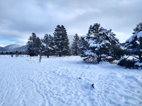 A snowy landscape with tall pine trees and a cloudy sky, creating a serene winter scene.
