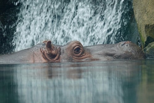 A hippo partially submerged in water, with its eyes visible above the surface near a waterfall.
