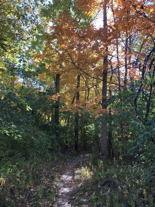 A winding path through a forest with vibrant autumn leaves and sunlight filtering through the trees.