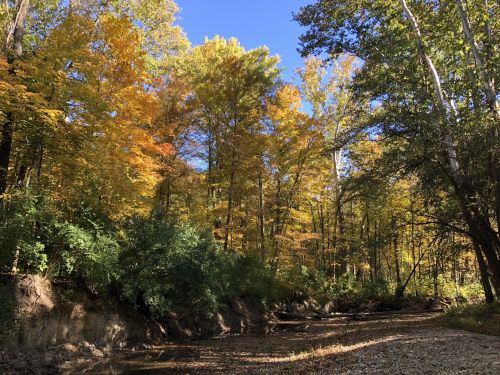 A serene forest scene with vibrant autumn leaves and a clear blue sky above a winding creek.