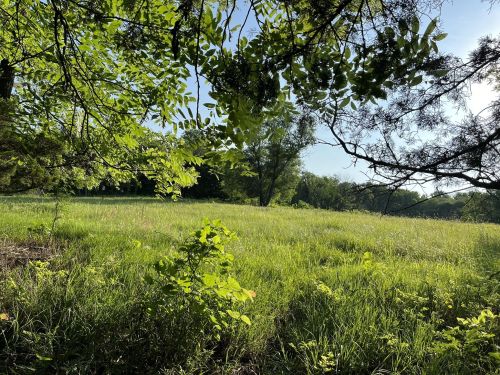 A lush green field framed by trees and foliage under a clear blue sky.