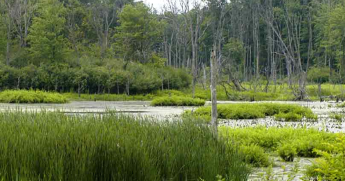 Lush wetland scene with tall grasses, green foliage, and trees in the background under a cloudy sky.