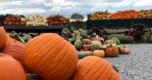 A variety of pumpkins and gourds are displayed on a gravel surface, with two carts filled with more pumpkins in the background.