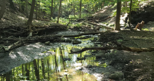 A serene forest scene with a shallow creek, fallen branches, and sunlight filtering through the trees.