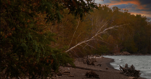A serene lakeside scene with autumn foliage, driftwood, and gentle waves under a cloudy sky.