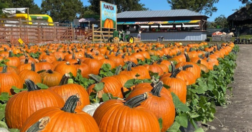 A field of vibrant orange pumpkins surrounded by green leaves, with a farm stand in the background.