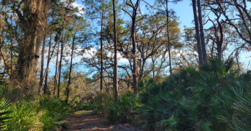 A serene forest path surrounded by tall trees and lush greenery under a clear blue sky.