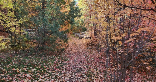 A serene forest path surrounded by vibrant autumn foliage and fallen leaves.